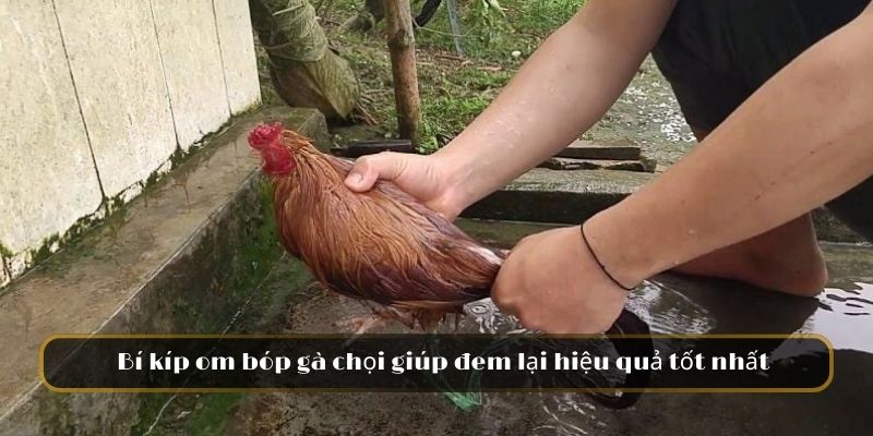 Bí quyết om bóp gà chọi giúp đem lại hiệu quả tốt nhất