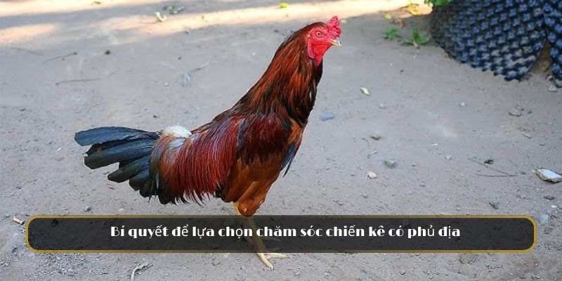 Bí quyết để lựa chọn chăm sóc chiến kê có phủ địa