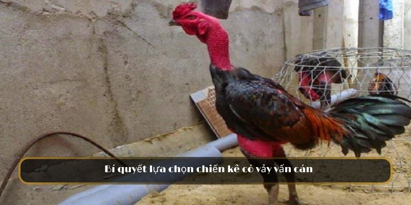 Bí quyết lựa chọn chiến kê có vảy vấn cán