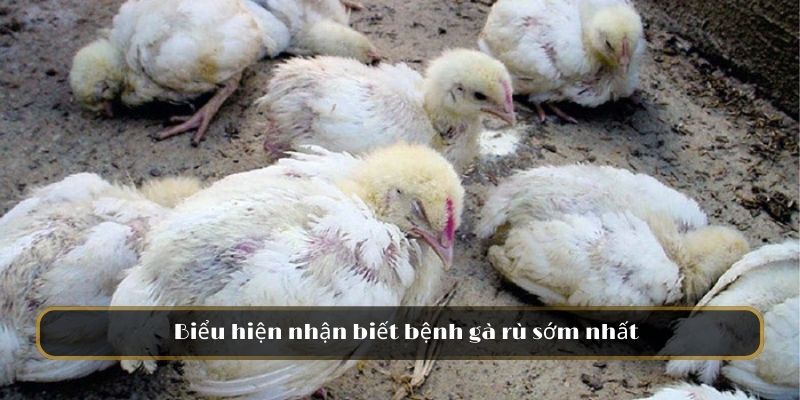 Biểu hiện nhận biết bệnh gà rù sớm nhất