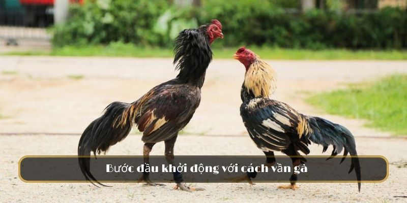 Bước đầu khởi động với cách vần gà