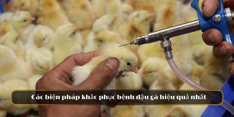 Các biện pháp khắc phục bệnh đậu gà hiệu quả nhất