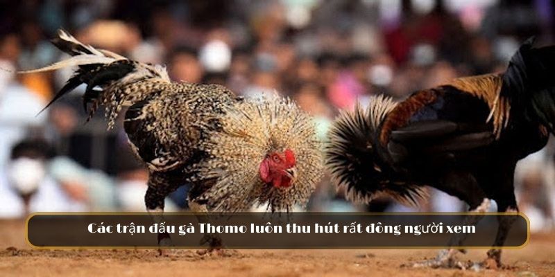 Các trận đấu gà Thomo luôn thu hút rất đông người xem