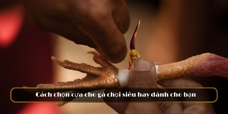 Cách chọn cựa cho gà chọi siêu hay dành cho bạn