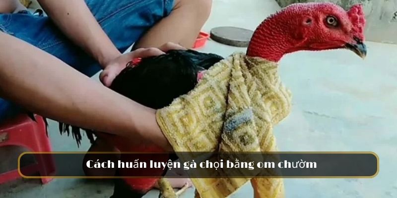 Cách huấn luyện gà chọi bằng om chườm