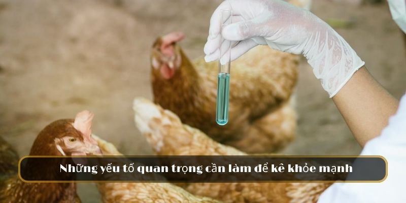 Cách Huấn Luyện Gà Chọi