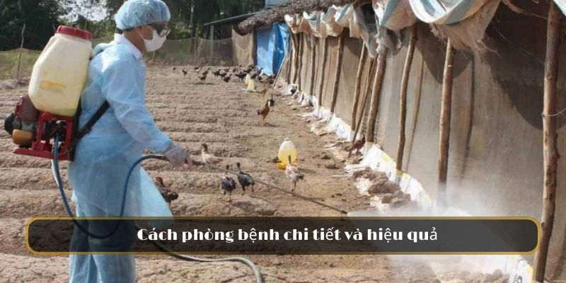 Cách phòng bệnh chi tiết và hiệu quả