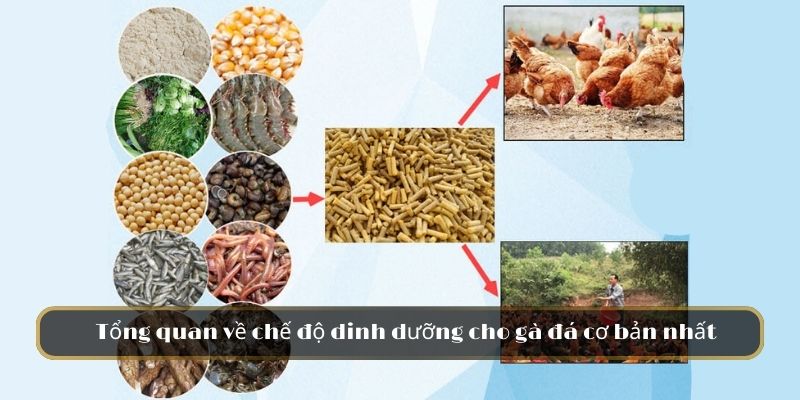 Chế Độ Dinh Dưỡng Cho Gà Đá