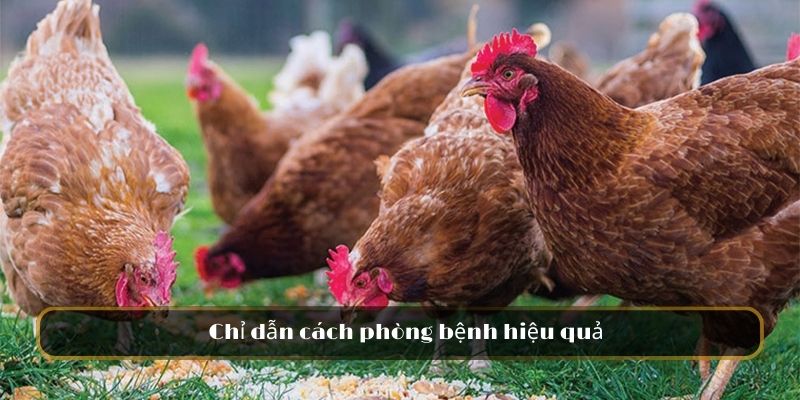 Chỉ dẫn cách phòng hiệu quả