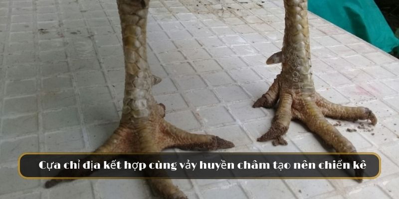 Cựa chỉ địa kết hợp cùng vảy huyền châm tạo nên chiến kê