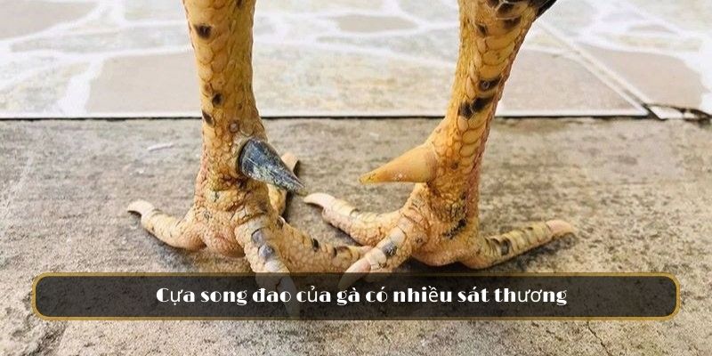 Cựa song đao của gà có nhiều sát thương