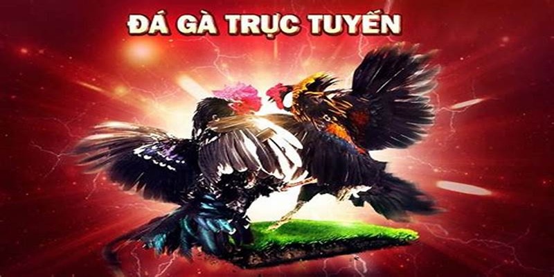 Đá Gà Trực Tuyến