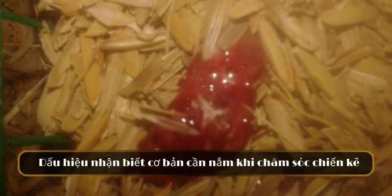 Dấu hiệu nhận biết cơ bản cần nắm khi chăm sóc chiến kê