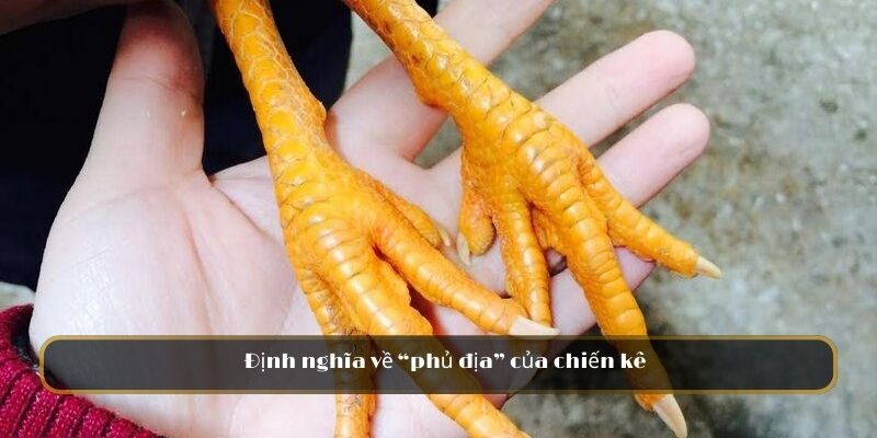 Định nghĩa về “phủ địa” của chiến kê