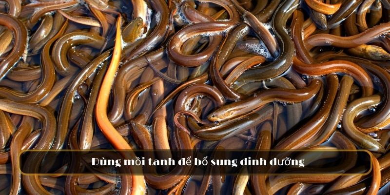 Dùng mồi tanh để bổ sung dinh dưỡng