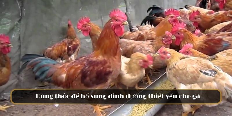 Dùng thóc để bổ sung dinh dưỡng thiết yếu cho gà