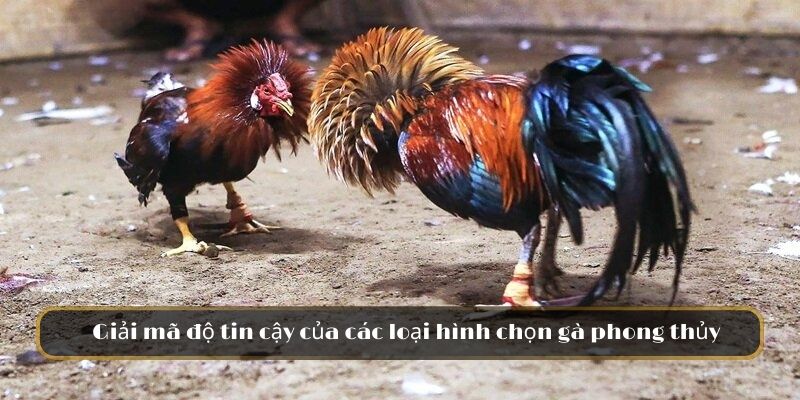 Giải mã độ tin cậy của các loại hình chọn gà phong thủy