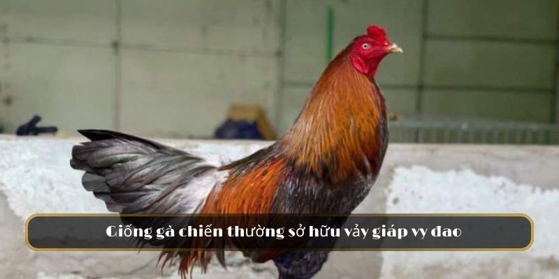 Giống gà chiến thường sở hữu vảy giáp vy đao