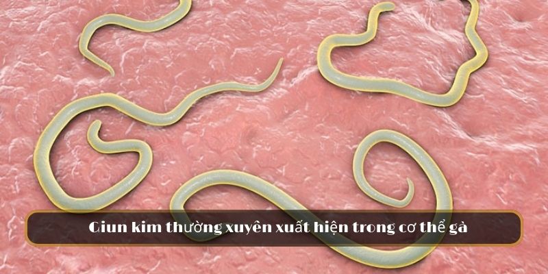 Giun kim thường xuyên xuất hiện trong cơ thể gà