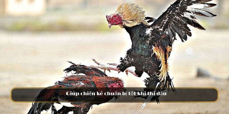 Giúp chiến kê chuẩn bị tốt khi thi đấu