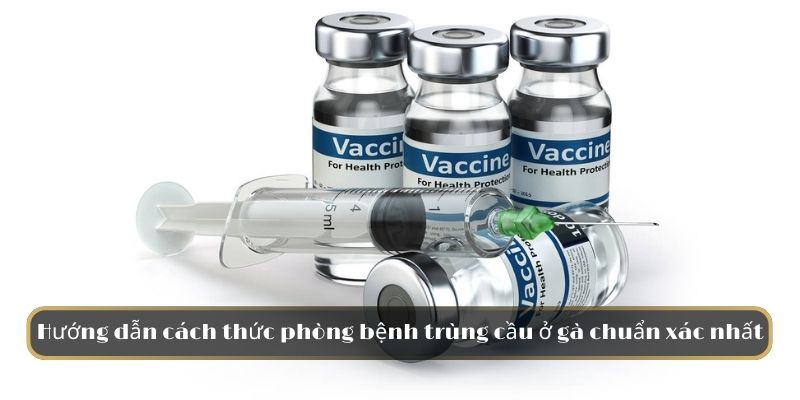 Hướng dẫn cách thức phòng bệnh cầu trùng ở gà chuẩn xác nhất