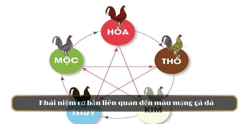 Khái niệm cơ bản liên quan đến màu mạng gà đá