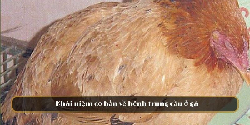 Khái niệm cơ bản về bệnh cầu trùng ở gà