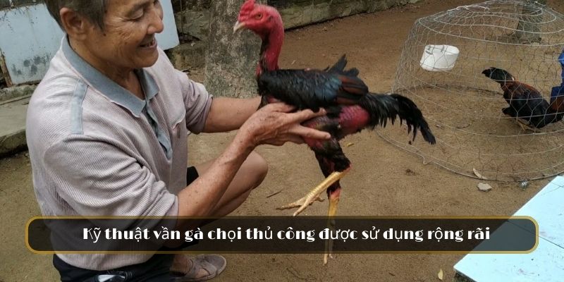 Kỹ thuật vần gà chọi thủ công được sử dụng rộng rãi