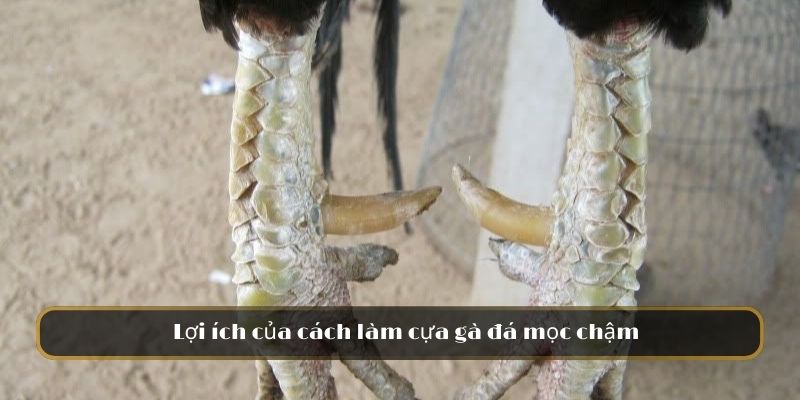 Lợi ích của cách làm cựa gà đá mọc chậm