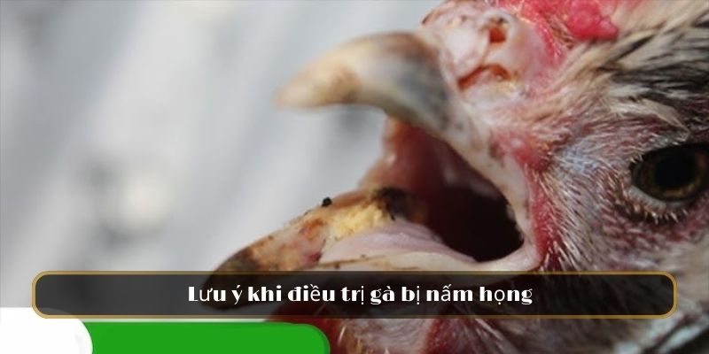 Lưu ý khi điều trị gà bị nấm họng