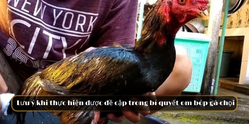 Lưu ý khi thực hiện được đề cập trong bí quyết om bóp gà chọi 