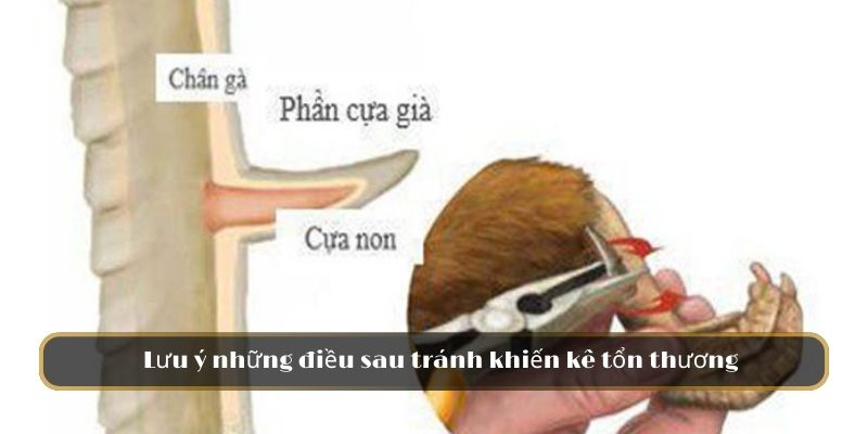 Lưu ý những điều sau tránh khiến kê tổn thương