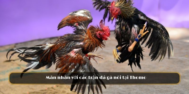 Mãn nhãn với các trận đá gà nòi tại Thomo