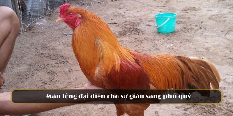 Màu lông đại diện cho sự giàu sang phú quý