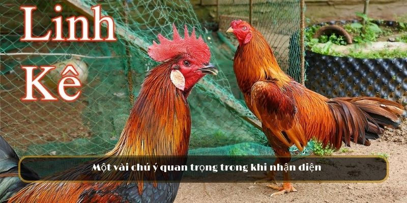 Một vài chú ý quan trọng trong khi nhận diện