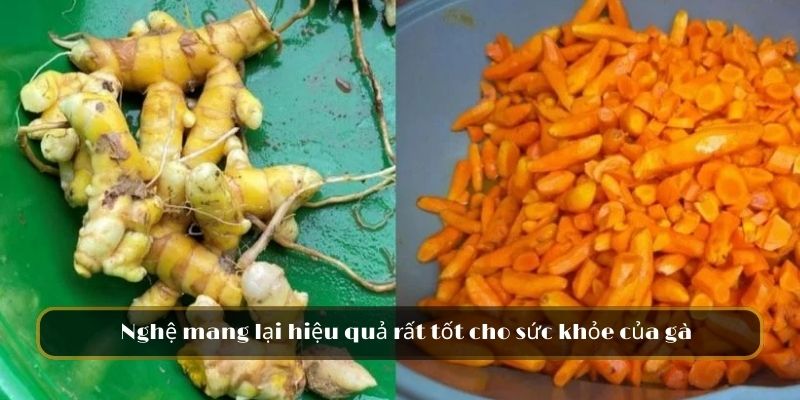 Nghệ mang lại hiệu quả rất tốt cho sức khỏe của gà