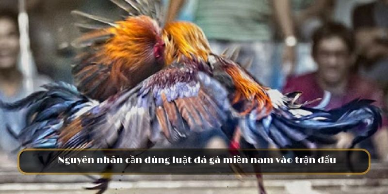 Nguyên nhân cần dùng luật đá gà miền nam vào trận đấu