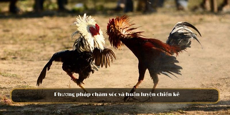 Phương pháp chăm sóc và huấn luyện chiến kê