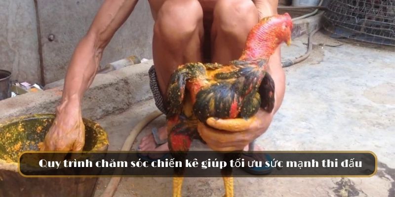 Quy trình chăm sóc chiến kê giúp tối ưu sức mạnh thi đấu