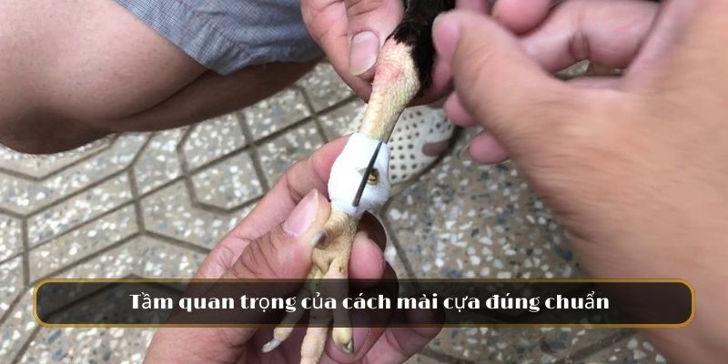 Tầm quan trọng của cách mài cựa đúng chuẩn