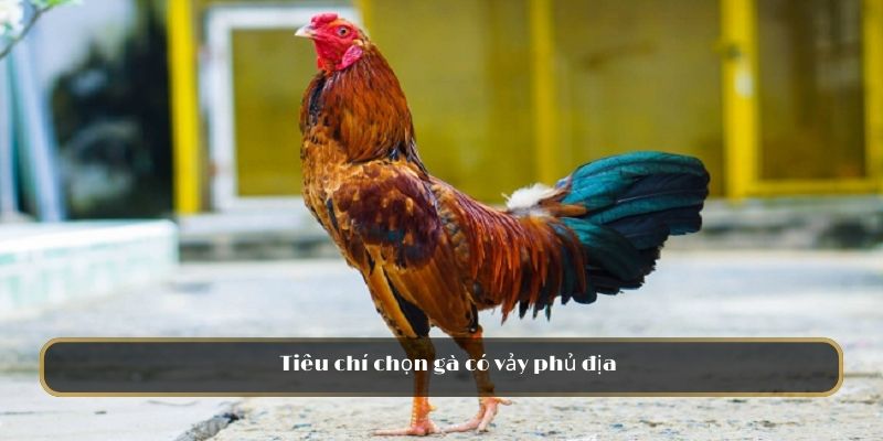 Tiêu chí chọn gà có vảy phủ địa