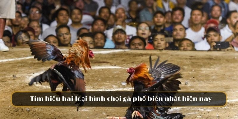 Tìm hiểu hai loại hình chọi gà phổ biến nhất hiện nay