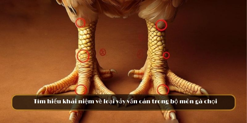 Tìm hiểu khái niệm về loại vảy vấn cán