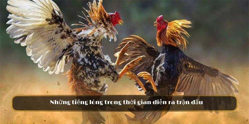 Những tiếng lóng trong đá gà phổ biến thường gặp