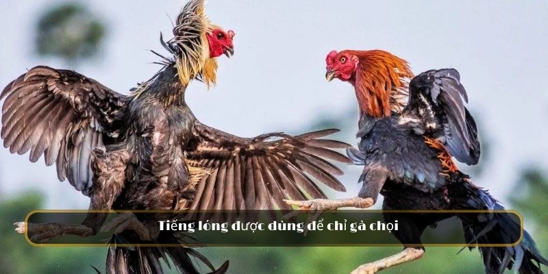 Từ ngữ khái quát đặc tính của gà