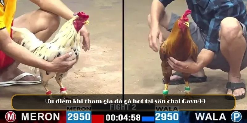 Ưu điểm khi tham gia đá gà hot tại sân chơi GAVN99