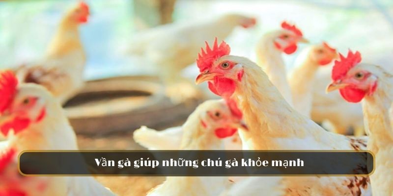 Vần gà giúp những chú gà khỏe mạnh