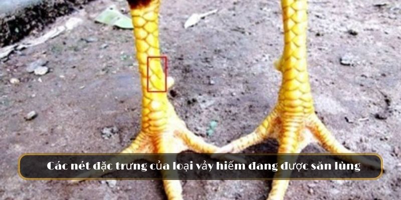 Vảy Giáp Vy Đao