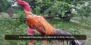 Vảy Vấn Cán